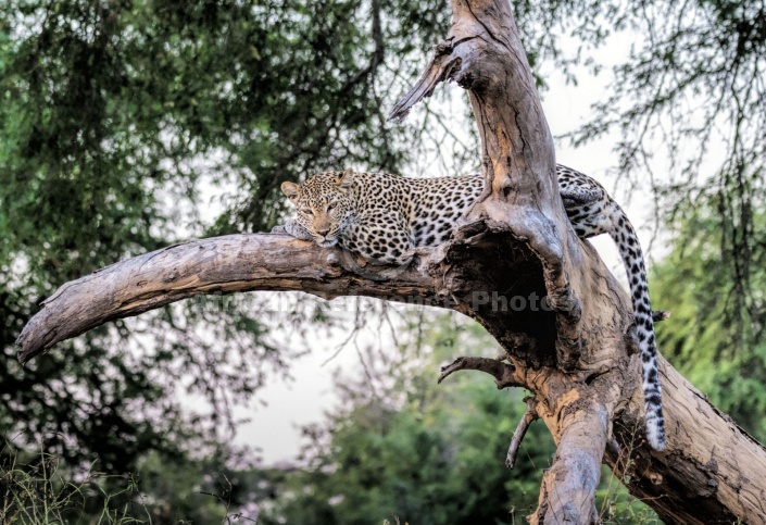 Leopard Lying on Tree Stump