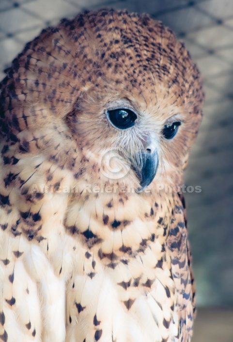 Pel's fishing owl