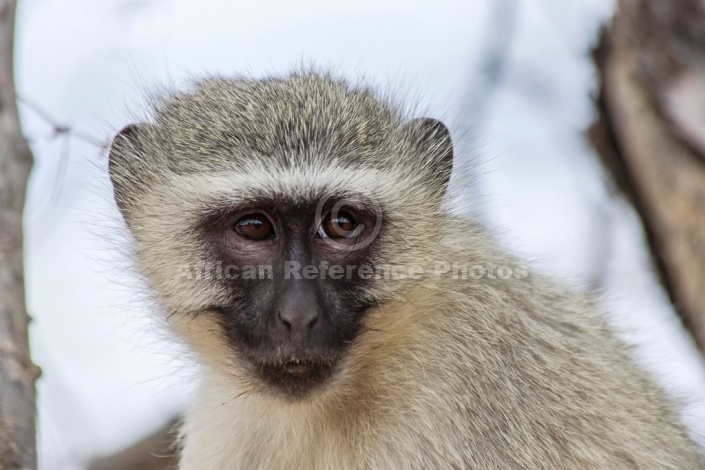 Vervet monkey wildlife reference photo