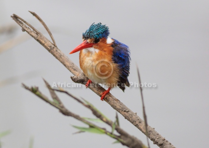 Malachite Kingfisher Watching for Prey