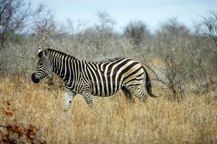 Zebra Walking, Side View