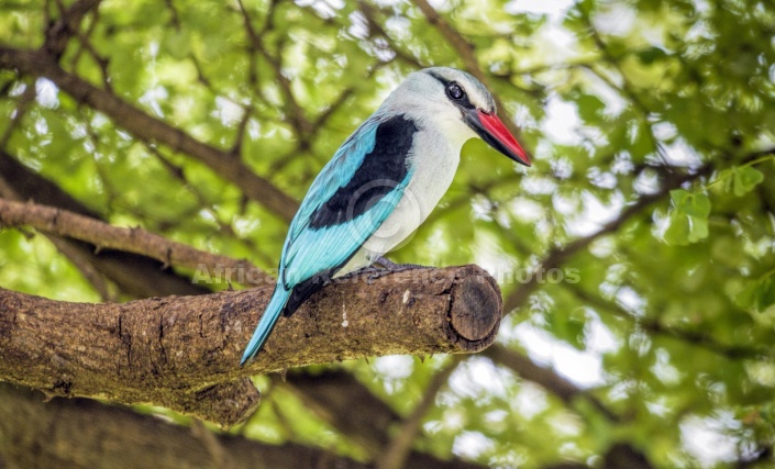 Woodland Kingfisher