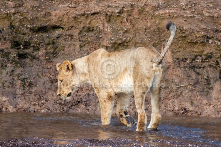 Young Lion Stepping Through Water
