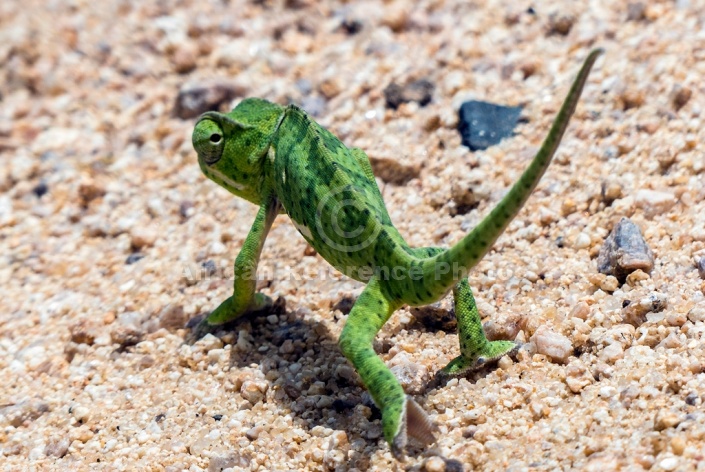 Flap-Neck Chameleon Looking Backwards