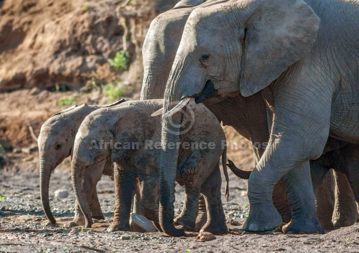 Mother Elephants with Juveniles