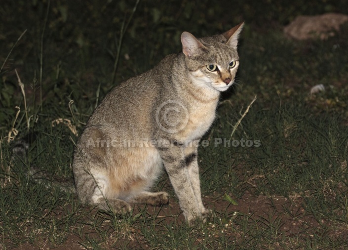 African Wild Cat