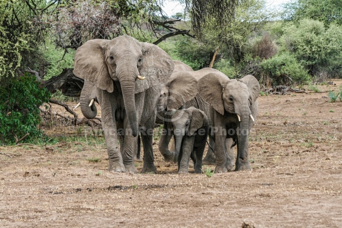 Elephant Family Group in Tight Cluster