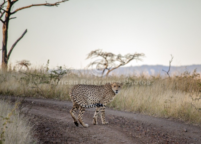 Male Cheetah at Dusk