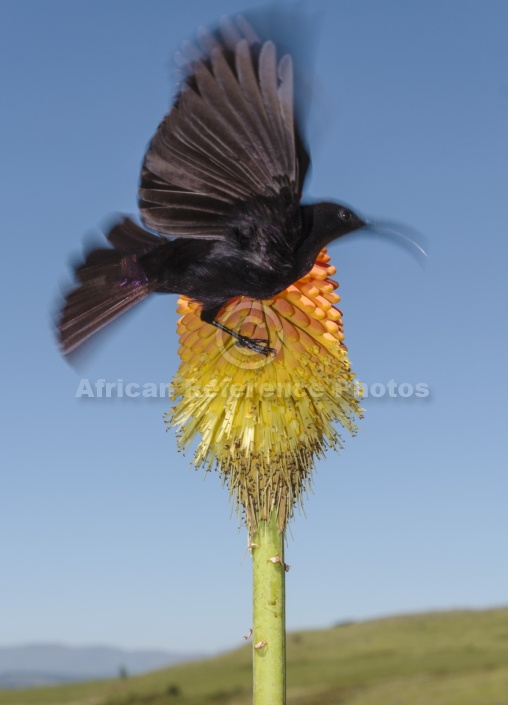 Amethyst Sunbird on Red Hot Poker