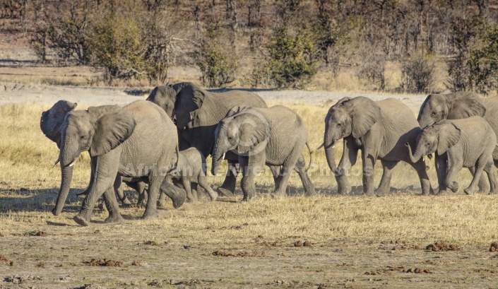 Elephants Heading for Water