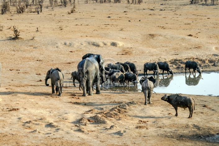 Scenic View of Elephants and Buffalo