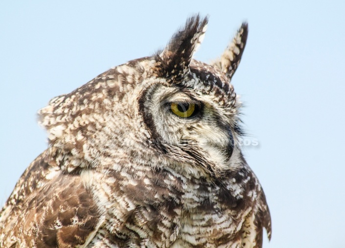 Spotted eagle-owl, Close-up View