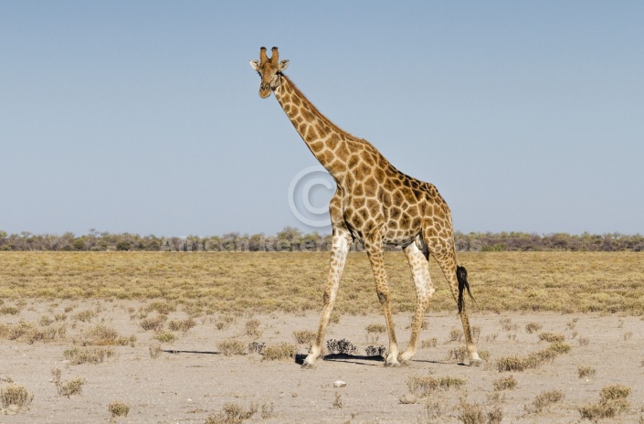 Giraffe Walking on Grassy Plains
