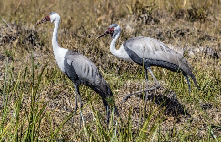 Wattled Crane Pair