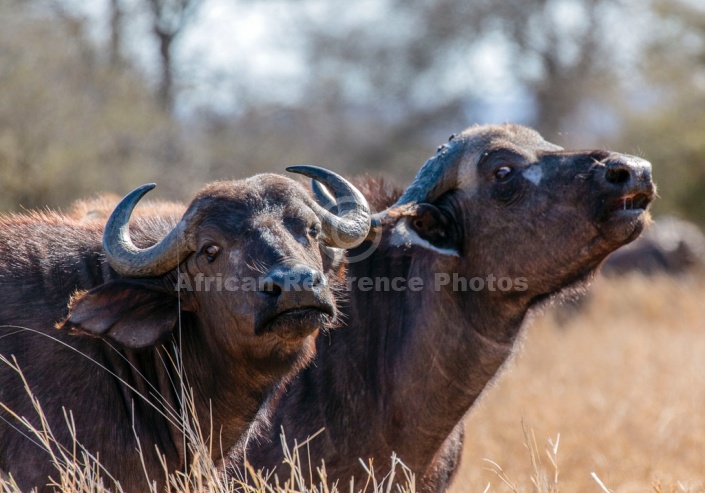 Pair of Buffalo Cows, Close-up