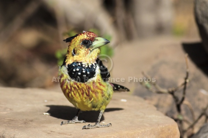 Crested Barbet