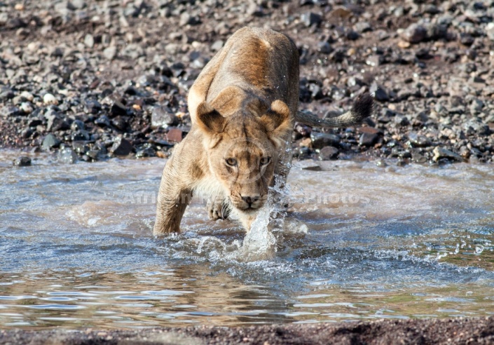 Sub-adult Lion Stepping into Shallow Stream