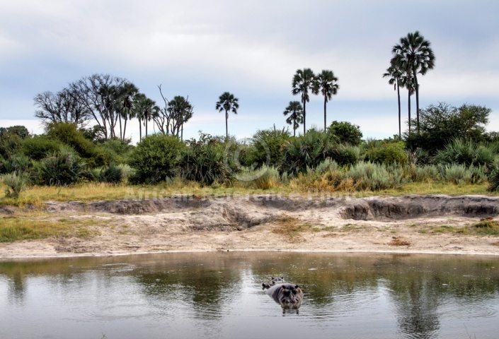 Hippo Pool, Moremi Game Reserve