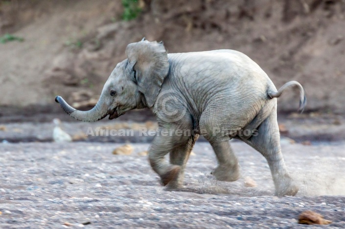 Elephant Baby Running in River Sand