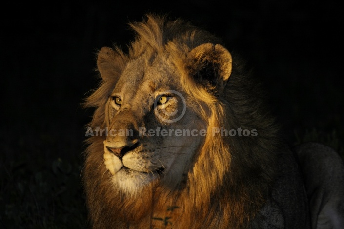 Lion Portrait at Night