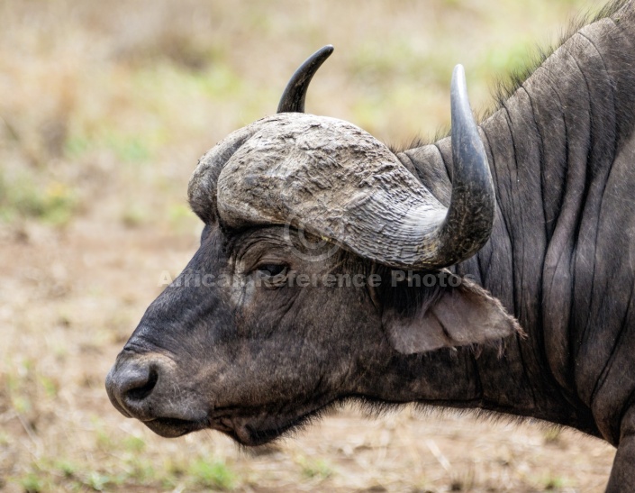 Buffal Bull, Side-on