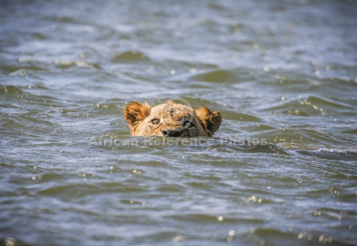 Swimming Lion, Front On View