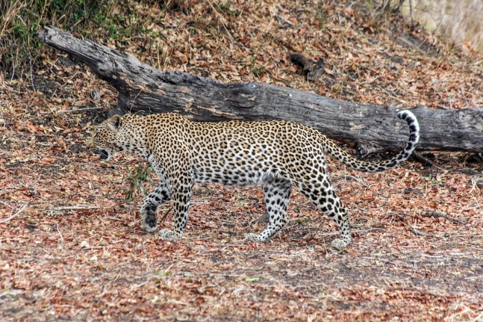 Leopard, Sabi Sand Game Reserve