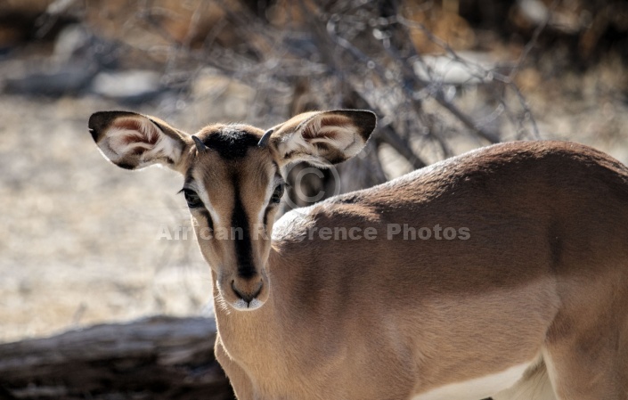 Young Male Black-faced Impala