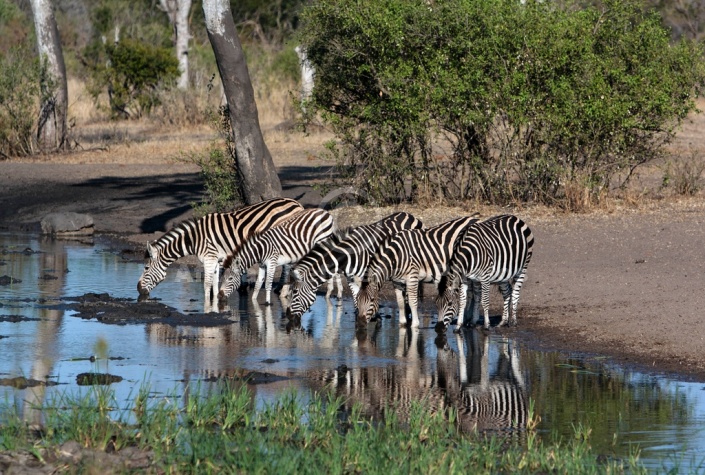 Zebras drinking reference photo