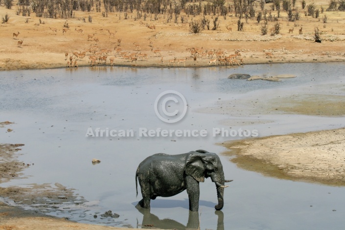 Muddy Elephant in Water