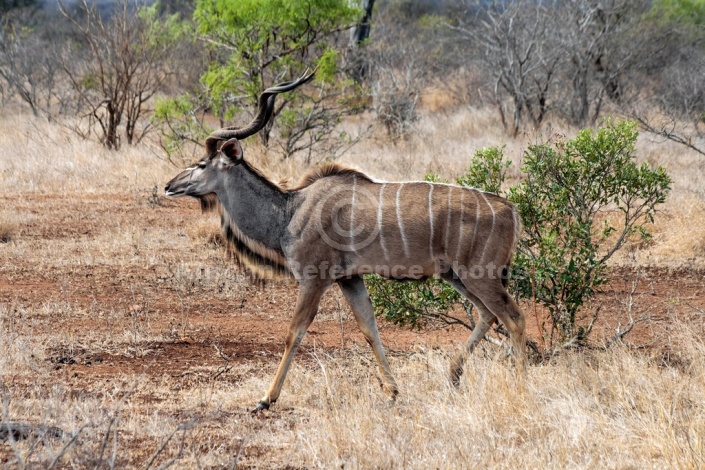 Kudu Bull Wallking, Side-On