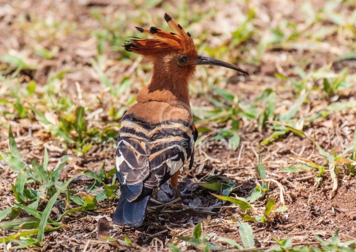 African Hoopoe