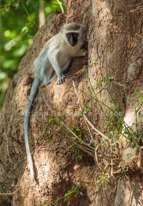 Vervet Monkey