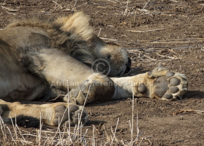 Male Lion