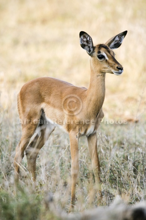 Impala Fawn