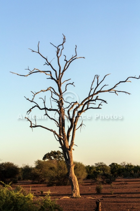 Mashatu Game Reserve Scenic