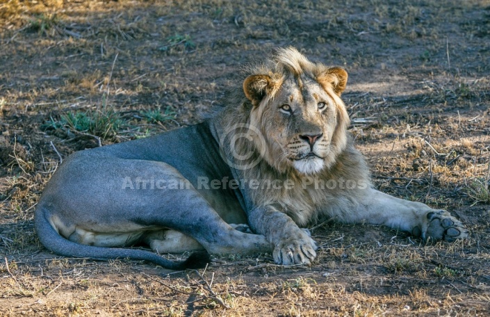 Lion Male Lying Dappled Light