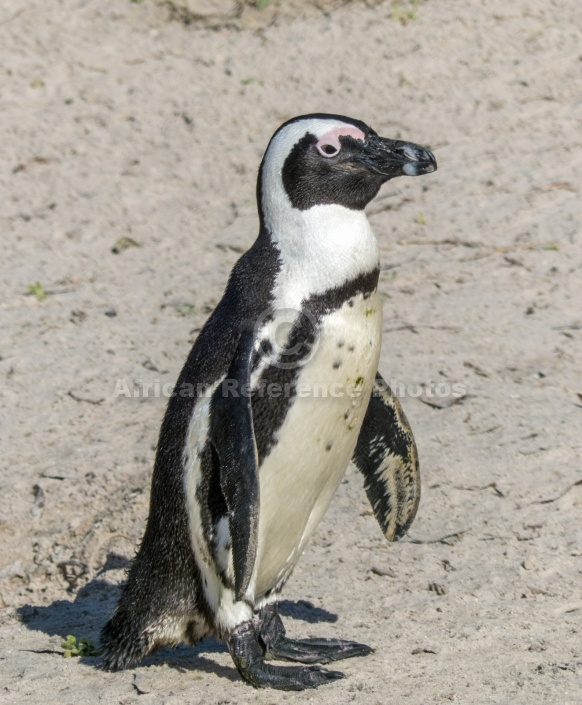 African Penguin