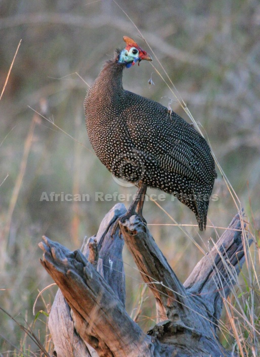 Helmeted Guineafowl on Tree Stump