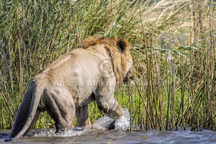 Lion Clambering on to Land