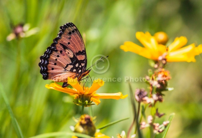 Gaudy Commodore Butterfly on Yellow Bloom