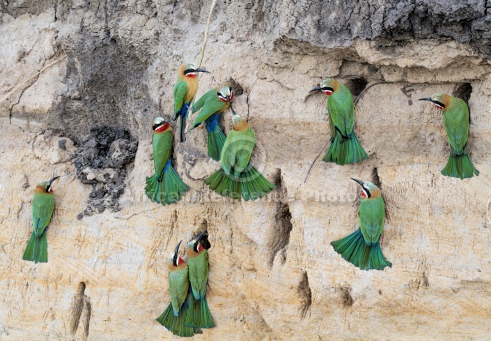 White-fronted Bee-eaters