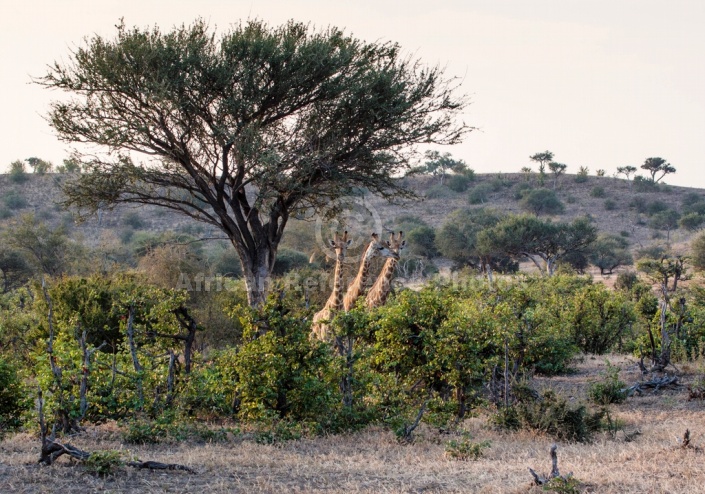 Giraffe Trio Under Tree