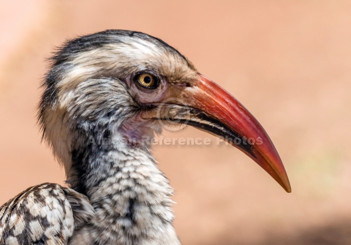 Red-billed Hornbill, Close-up