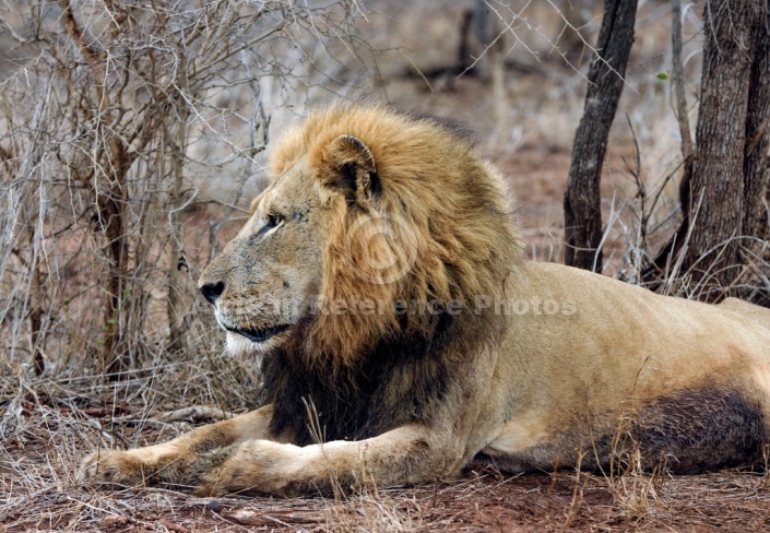 Male Lion Lying, Side View