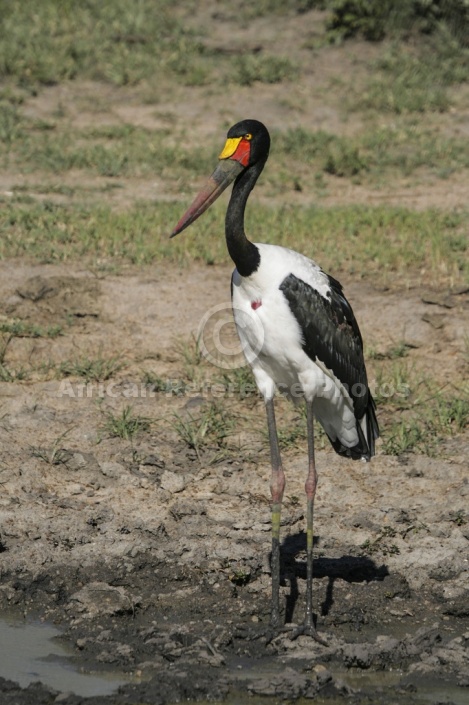 Saddle-billed Stork