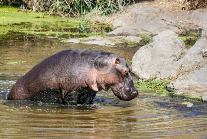 Hippo Exiting Pool