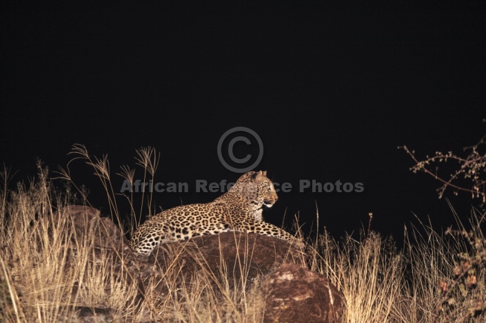 Leopard at Night
