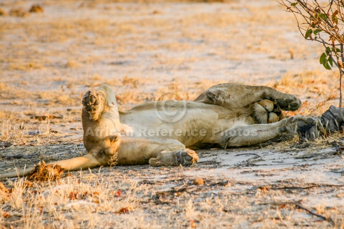 Young Male Lion Lying on Back