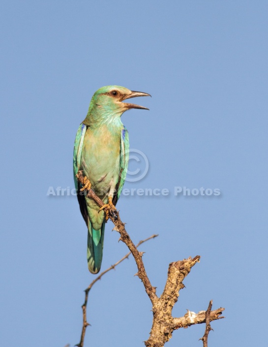 European Roller